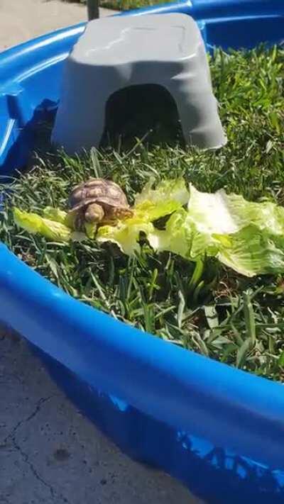 Hungry hungry Sulcata! 🦛🐢
