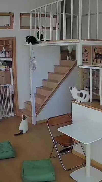 Some cats aren't looking for anything logical, like toys or treats. They can't be bought, bullied, or negotiated with. Some cats just want to watch the world burn.