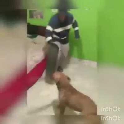 Dog attacks guy with a machete