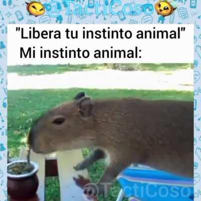 Cual es tu instinto animal?
