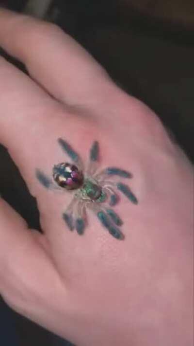 Brazilian jewel tarantula....