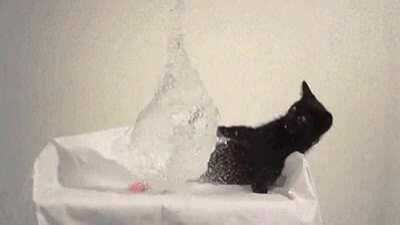 Cat's first experience with a water balloon