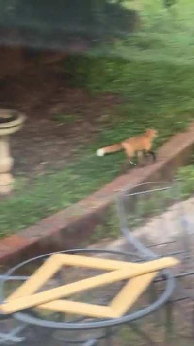 “I can not believe it just did that!” A**hole fox takes a dump in my gf’s birdbath then dips.