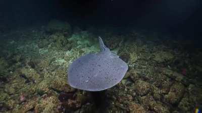 Pacific electric ray - it is able to produce an electric shock to stun prey and deter predators
