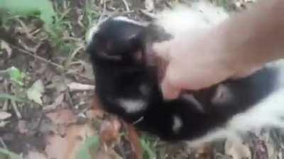 Smelly belly scritches.