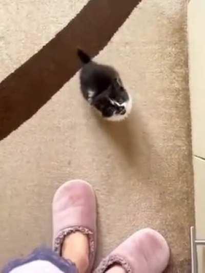 ... to jump into mama's arms.