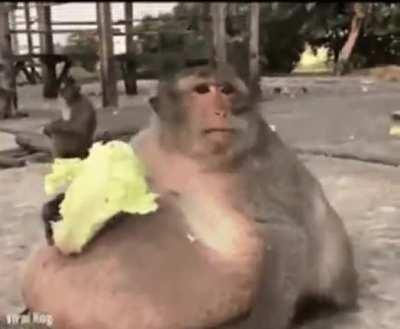 FAT MONKE😎😎😎😎😎😎😎😎😎😎😎😎😎😎😎😎😎😎😎😎😎😎😎😎😎😎😎😎😎😎😎😎😎😎😎😎😎😎😎😎😎