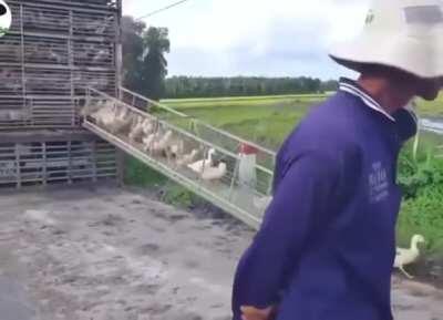 My duck people need me