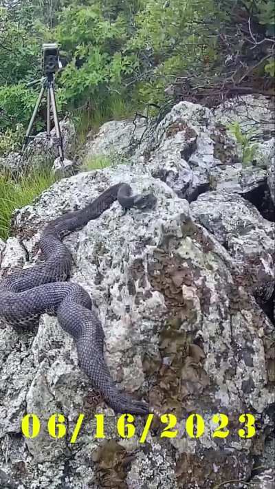 A black bear sniffs and makes contact with a gravid female timber rattlesnake and manages to not be envenomed