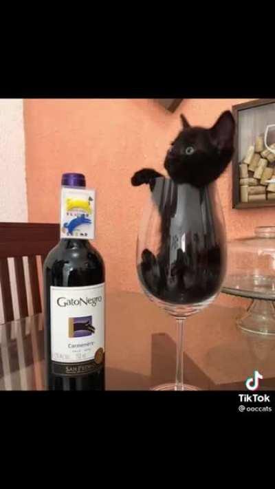 ACTUAL VIDEO EVIDENCE THAT CATS ARE LIQUID