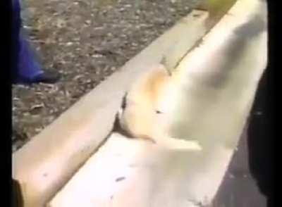 Putting a leash on a cat