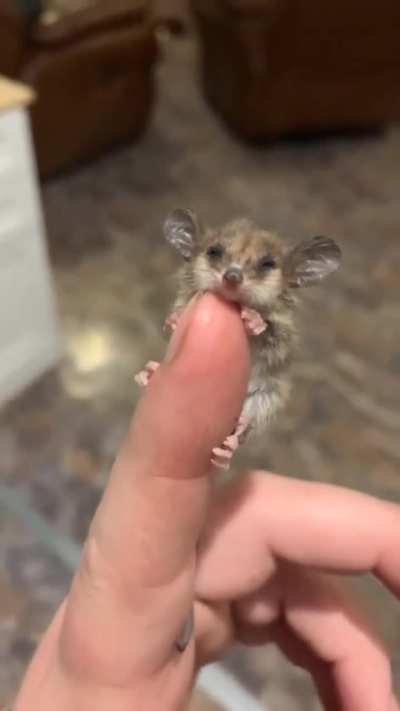 Bella the Pygmy Possum
