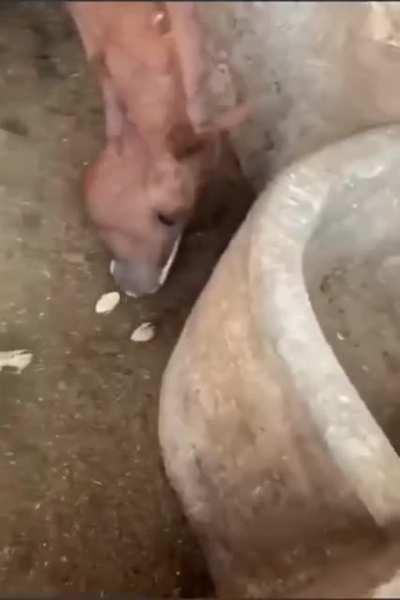 A carnivorous horse.