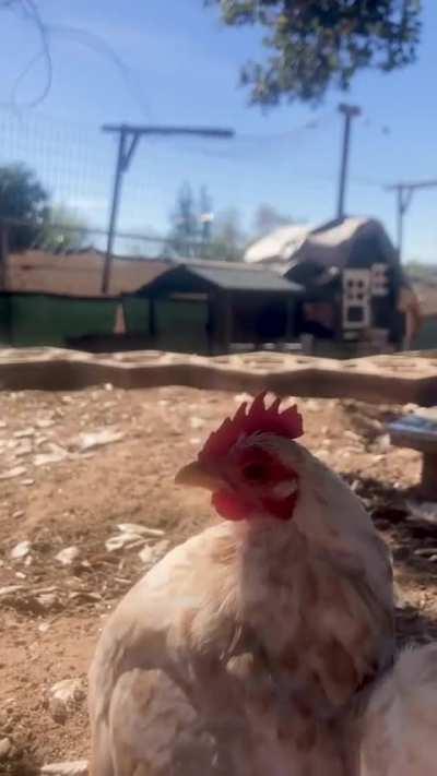 He has over 30 pairs of booties now 🤩