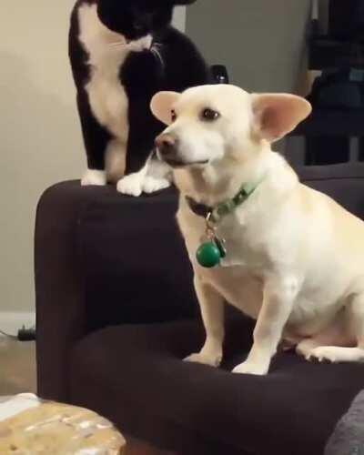 The cat was trying really hard to decide if she wanted to mess with the dog
