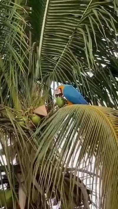 Mas que bicho malandro.....