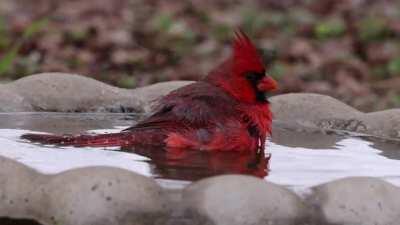 Birds taking a morning bath