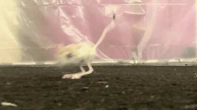 The greater Egyptian jerboa. The closest thing to a Pokémon I've seen in the real world!