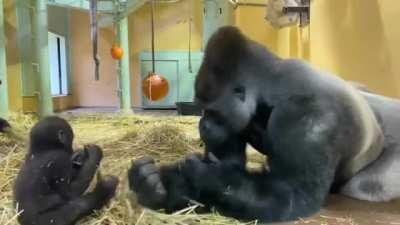 Apes but still a good video :)