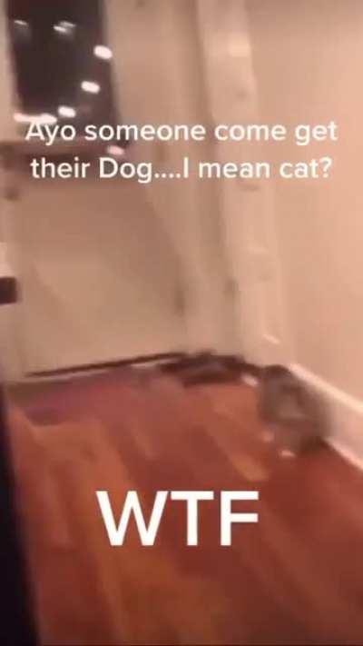 Dog + Cat - Dwat Johnson 🗿