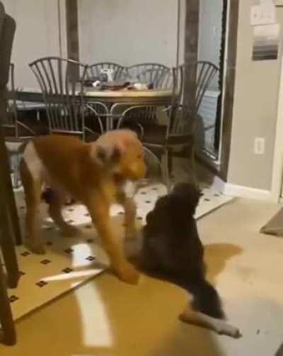 Hitcat teaches his pupil a lesson