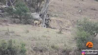 Over-eager male lion spoils a warthog hunt for two lionesses