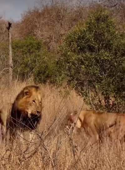 🔥 A Lioness turns to face an intruding big male to buy time for her cubs and pride members to escape. 🔥