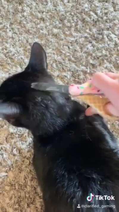 Animal abuse is Soo cool 😎