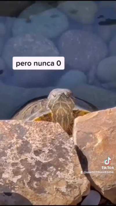 Chances to get murdered by a turtle are low but never ZERO