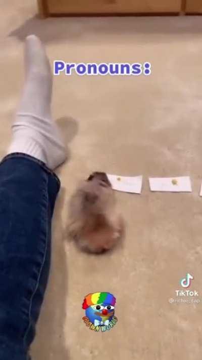 Oh so pets have pronouns now...