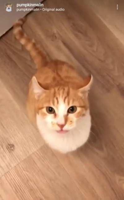 Must've lost his braincell along the way..