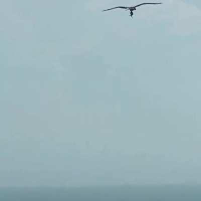 A bird showing off a shark it just plucked out of the ocean