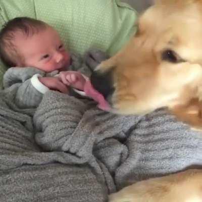 Golden Retriever babysitting her little human
