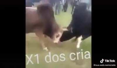 vem fala do meu frifirou