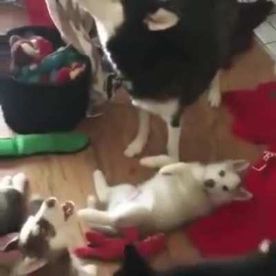 Teaching how to howl