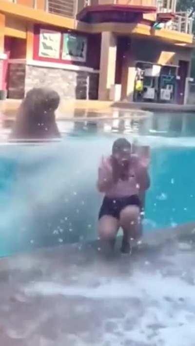 Unit of a Walrus splashing someone