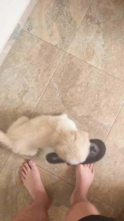 How can I stop him retrieving shoes