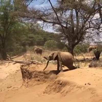 🔥 Baby elephant being taught by mother elephant on how to cross river bank