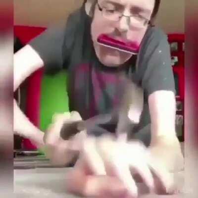 vote up para que orson se ria con estos videos de monos haciendo cosas