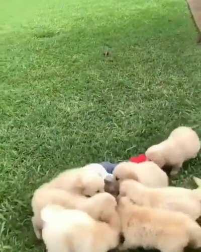 To run away from puppies