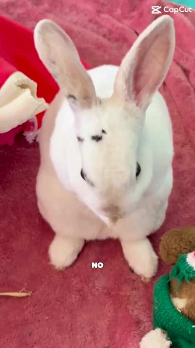 Miss Moon being cute 🥰