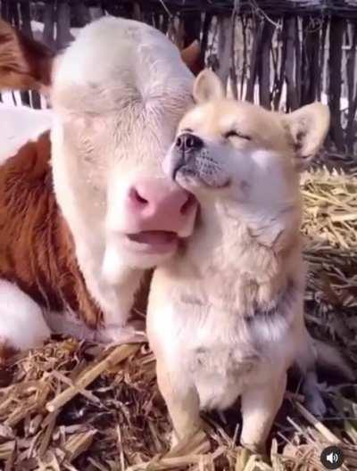 $DOGE TODAY! 🤟🏻