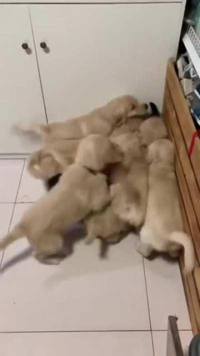 Release the Hithounds!