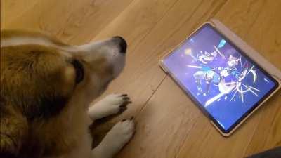 My Good Boy helps me roll another Good Boy