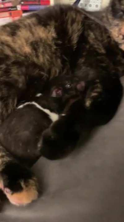 My cat has chosen my hamster as her baby