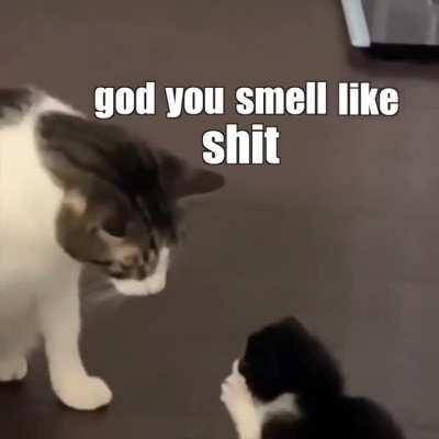 The Circle of Life! (KLR Productions)