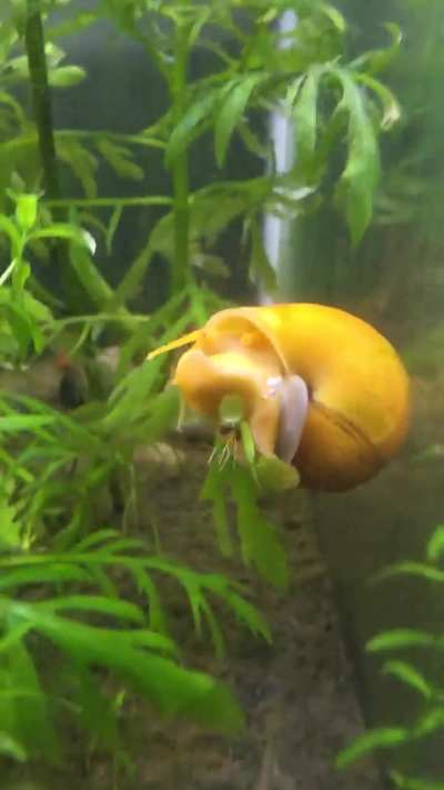 snail survives death defying plunge into the abyss
