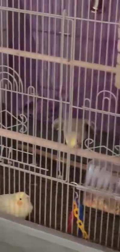 Here's more of Cielo jammin' to Rammstein