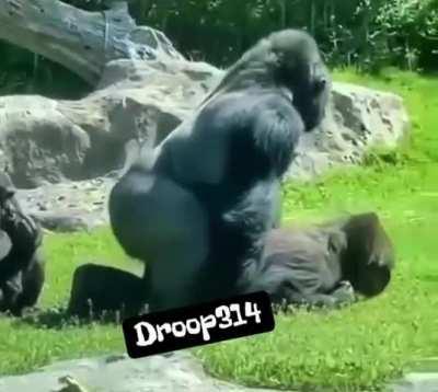 Who's got the best banana in the jungle 😁