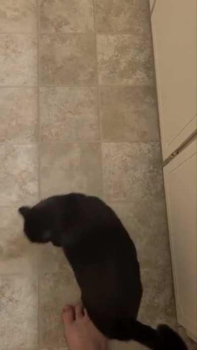 Jelly Bean reminding me it was time for breakfast